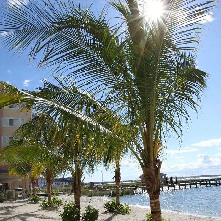 Palm trees on the beach